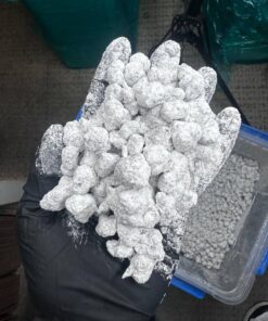 snowball weed